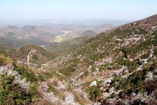 山上櫻花，山下油菜.jpg